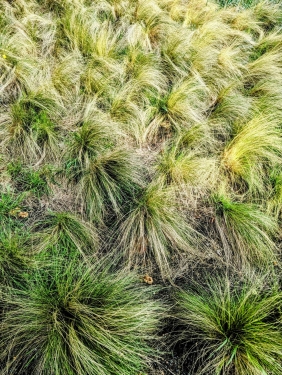 Wuschel, Gesundbrunnen, Berlin, April 2024